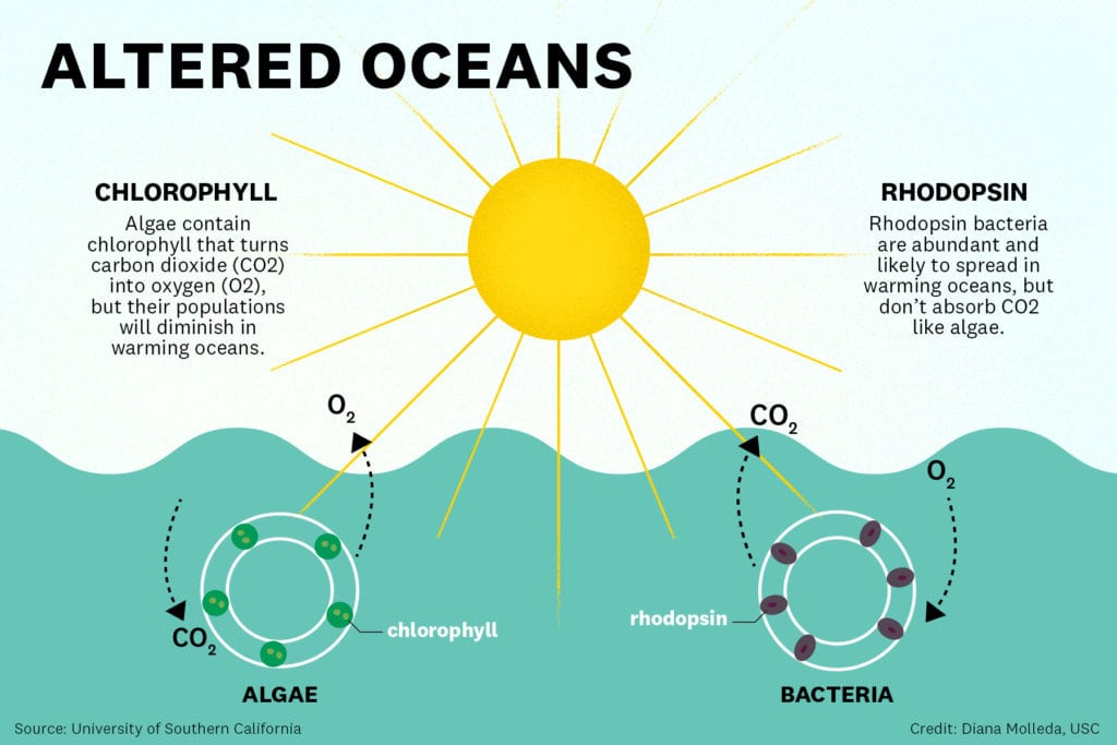 Is this how certain marine microbes could contribute to climate change