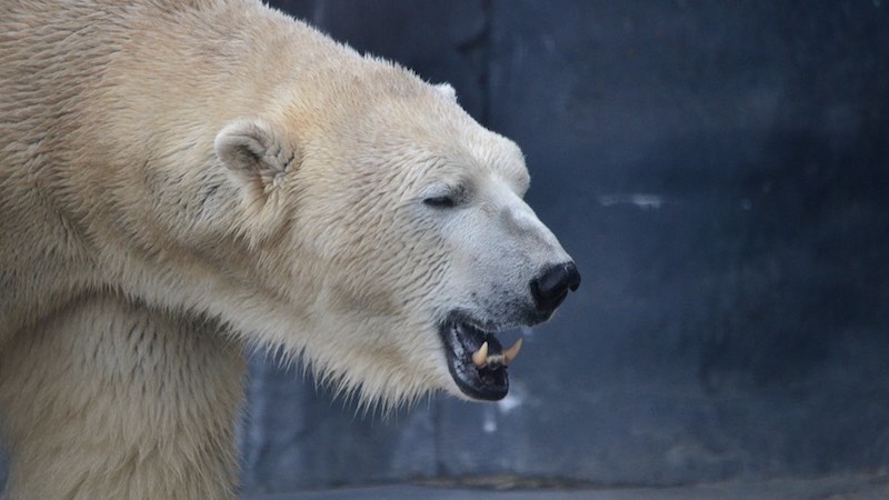 Polar bear cannibalism mimics human behaviour under ecological stress