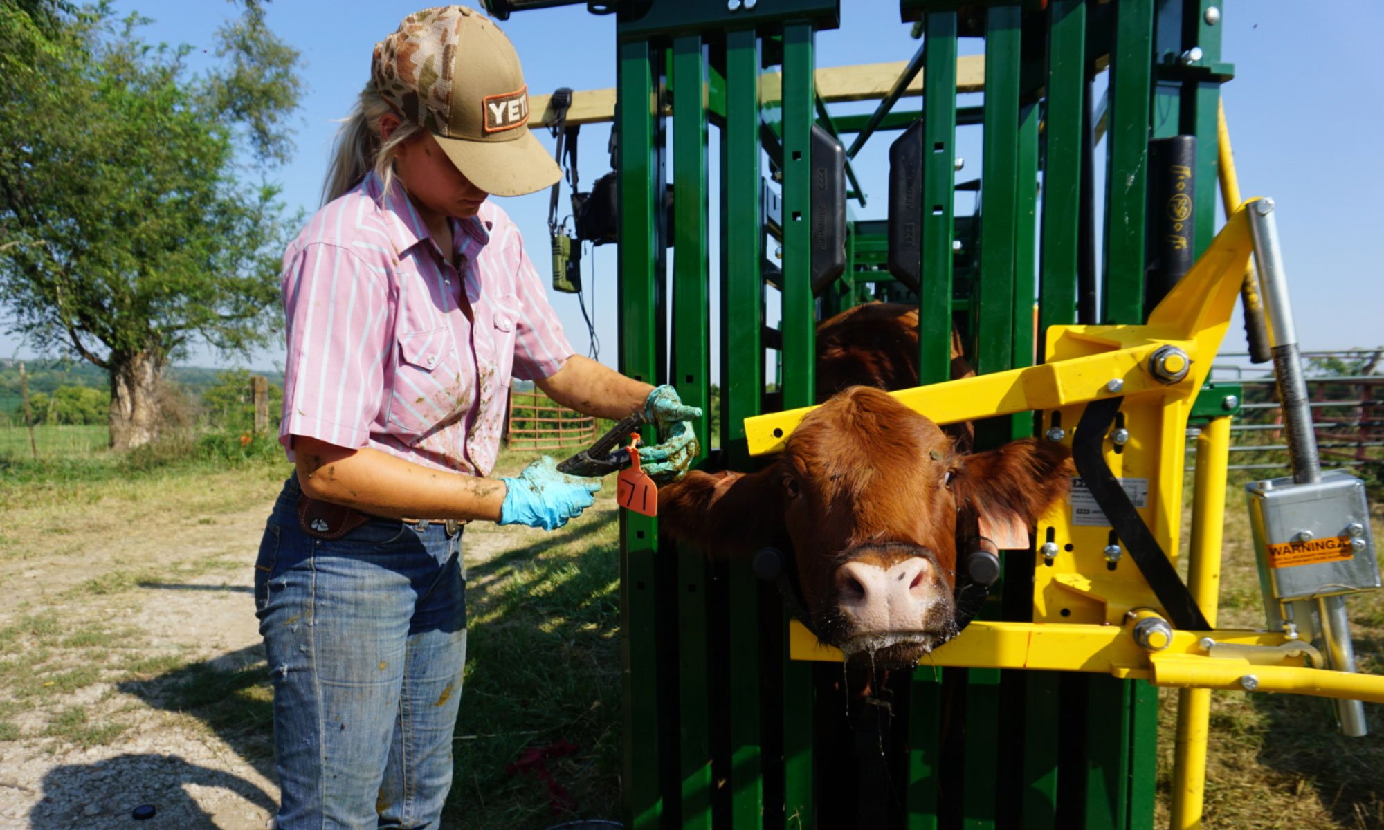 What Is The Best Cattle Squeeze Chute The Importance Of Innovation In Cattle Equipment Dlit 8741