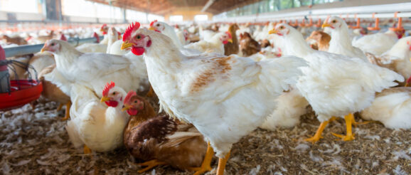 Labor Shortage Drives Innovation in Poultry Industry | Arkansas Business News | ArkansasBusiness.com