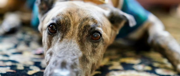 Is Technology Breathing New Life Into Inhumane Greyhound Racing? - Innovation & Tech Today