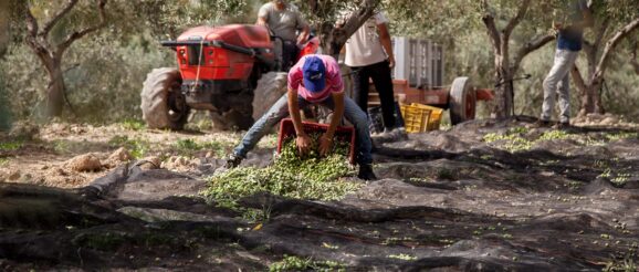 Sicilian and Sardinian Producers Attribute Award-Winning Quality to Innovation, Sustainability - Olive Oil Times