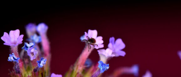 Ticks can be attracted across air gaps several times larger than themselves by the static electricity - Innovation Toronto