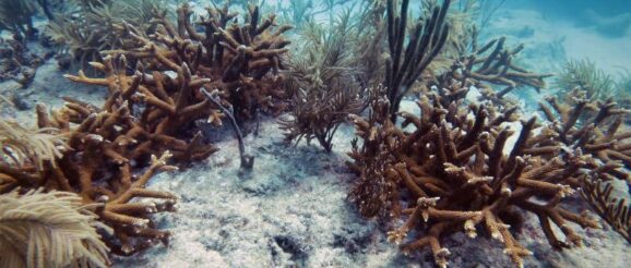 More than $910,000 recommended for Ruth Gates Coral Restoration Innovation Grants Projects