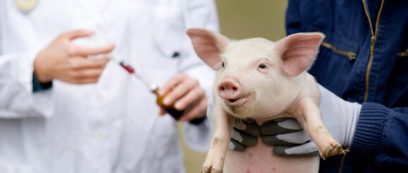 FDA releases new animal and veterinary innovation agenda