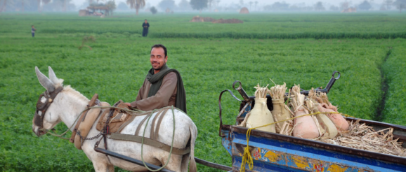 Six Egyptian Agritech Startups at the Forefront of Innovation in Agriculture