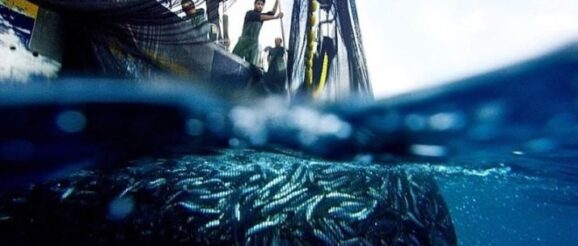 Croatian project wins innovation in fishing technology award | Croatia Week