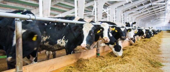 Dairy Business Innovation Supported Through $23 Million in Grant Awards