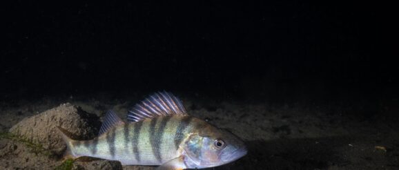 Italian Divers Revive Centuries-Old Tradition to Help Save European Perch | Innovation | Smithsonian Magazine