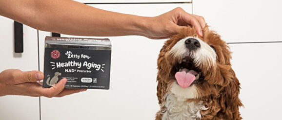 Zesty Paws enters healthy-aging category with new ‘breakthrough innovation’
