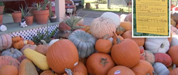 Heights neighbors divided over homeowner's pumpkin pile: Bio-hazard or urban gardening innovation?
