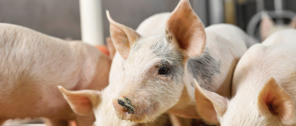 Innovation can arise from pig production adversity