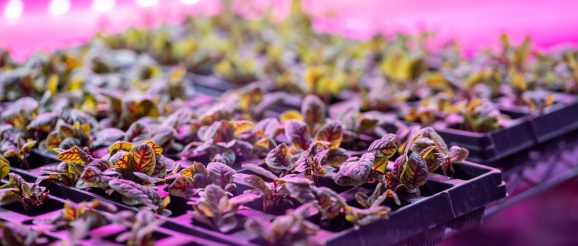 Column: The Decline of Vertical Farming is a Prelude to Innovation and Profitability - The Food Institute