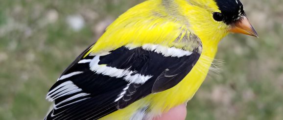 Study finds ability to solve food puzzles is the only predictor of innovation, brain size in wild birds