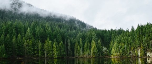 International Day of Forests: A call for more innovation